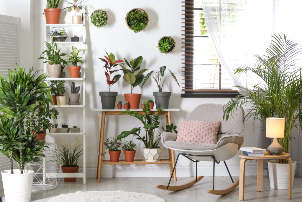 indoor plants for home decor