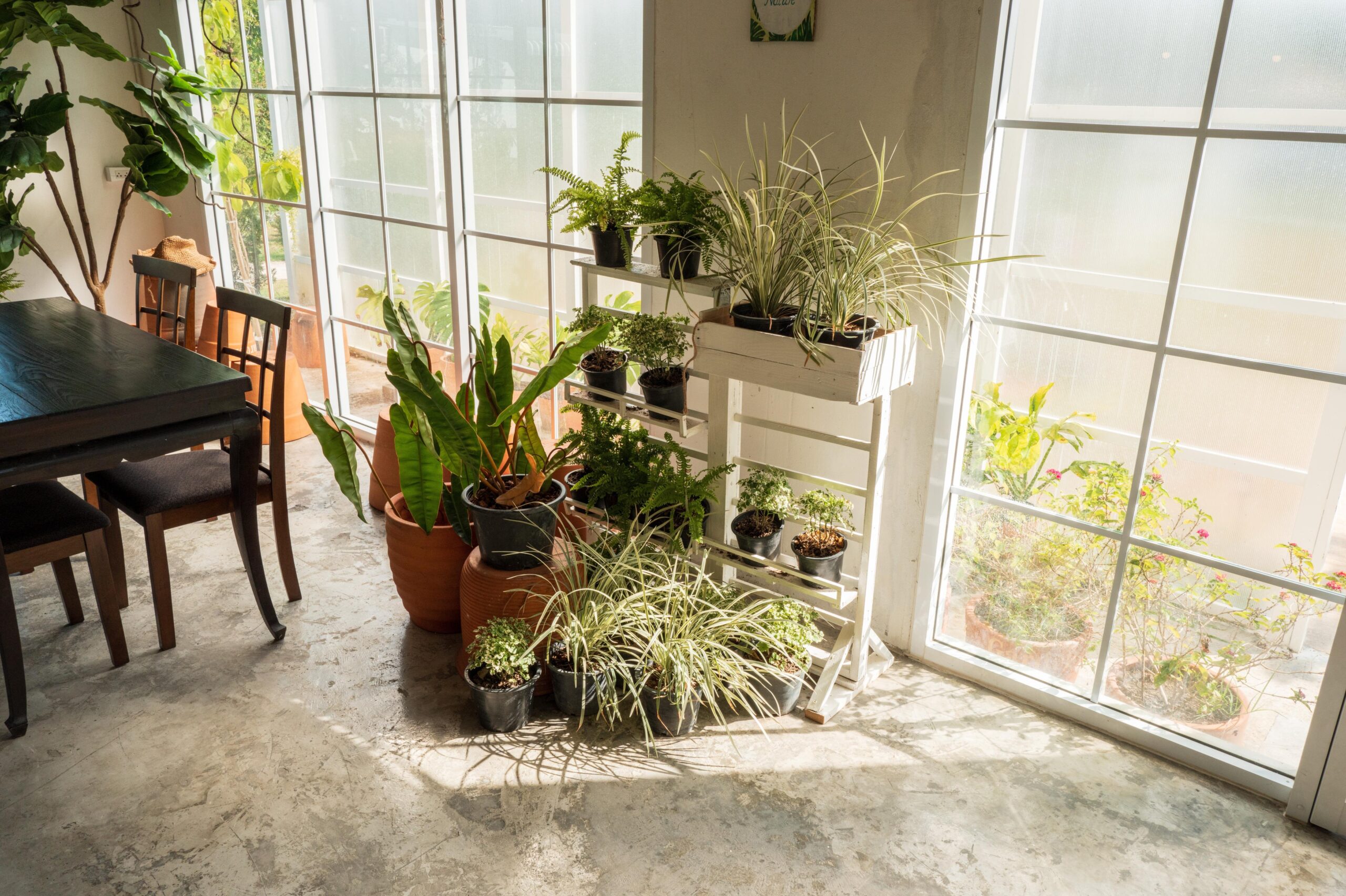 Indoor plants in home